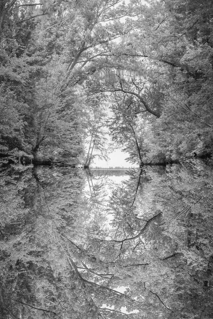Póster fotográfico de reflejo de ramas de árbol en río, fotografía en blanco y negro, naturaleza, ramas de agua, paisaje colgante, decoración de