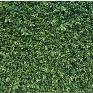 SeekPro Telones de fondo de hojas verdes de primavera de 7 x 5 pies, telón de fondo de hojas de naturaleza, fondo de cumpleaños para fiesta de SeekPro Telones de fondo de hojas verdes de primavera de 7 x 5 pies, telón de fondo de hojas de naturaleza, fondo de cumpleaños para fiesta de