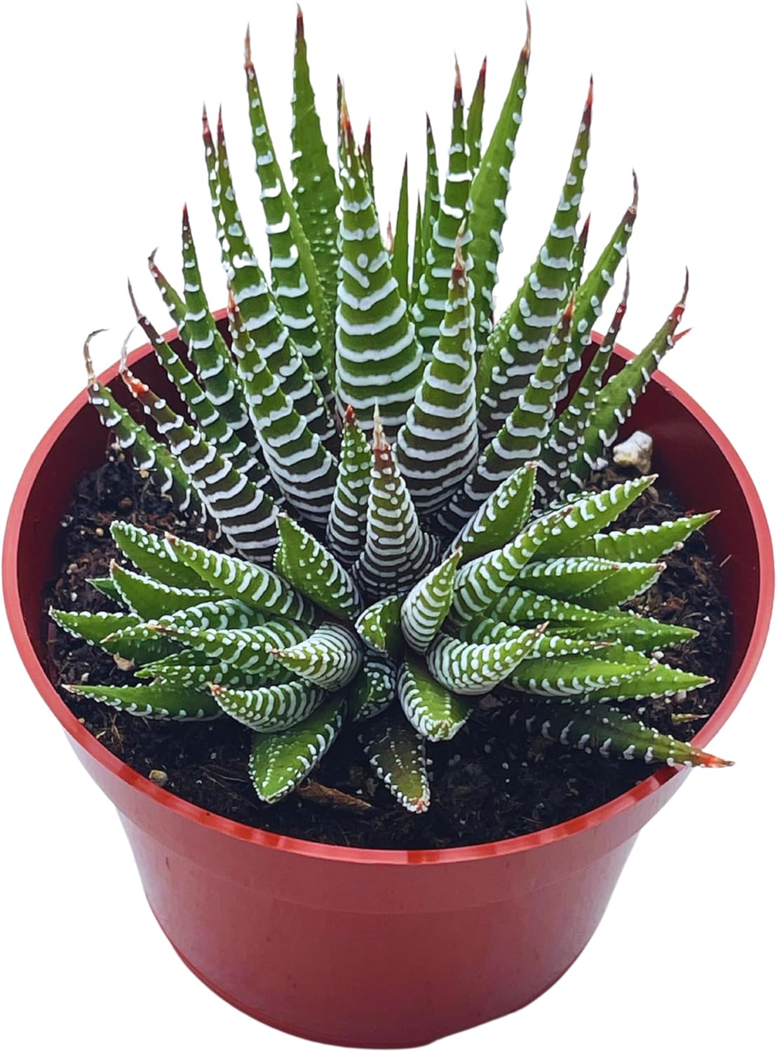 Haworthia “Super” Fasciata – Suculentas vivas de 4 pulgadas, plantas suculentas vivas completamente arraigadas para decoración de la oficina en el