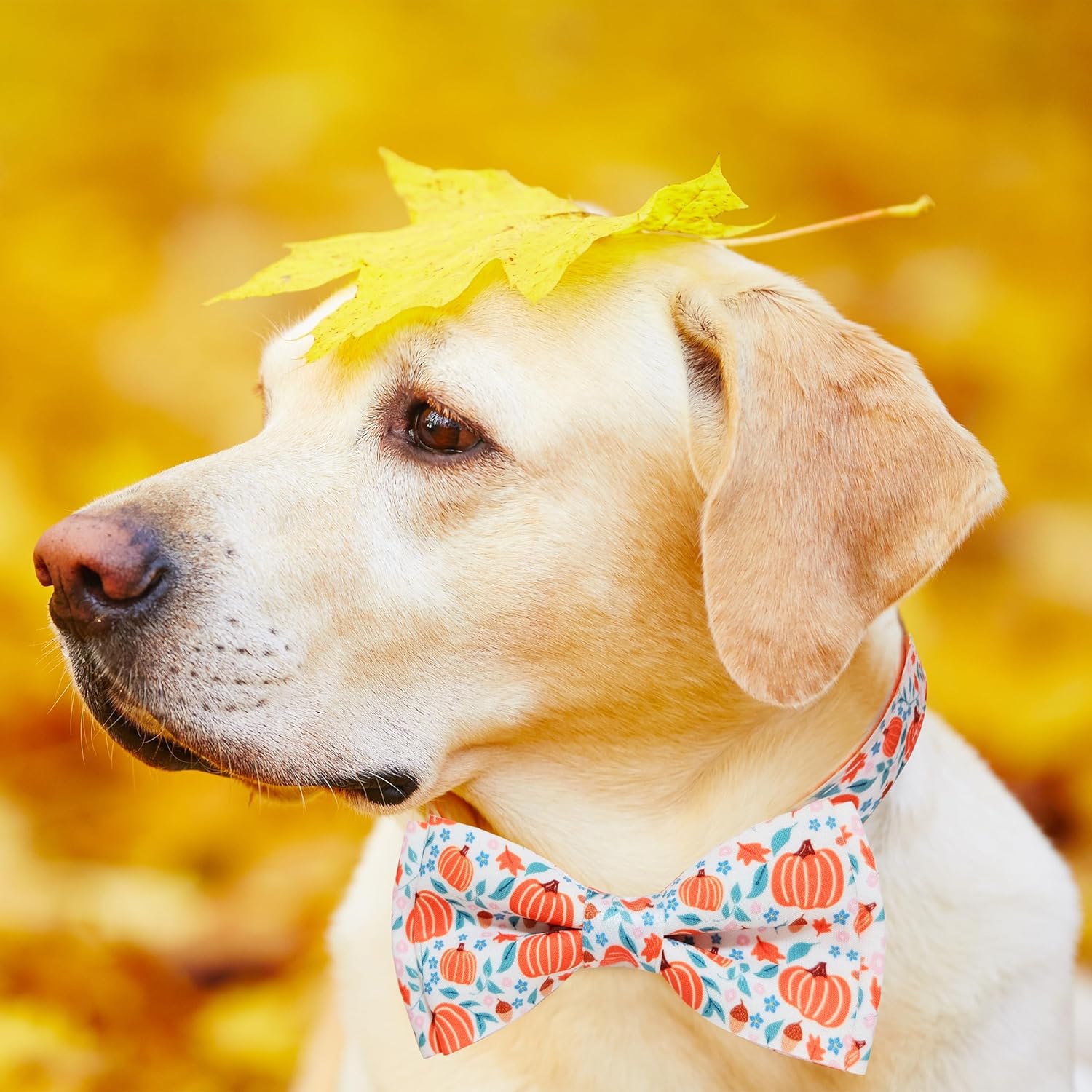 Collar de calabaza de otoño para perro con pajarita, collar festivo de cosecha de otoño de Acción de Gracias para niños pequeños y niñas, mascotas