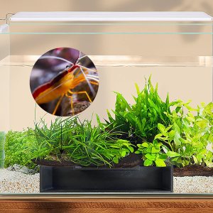 Cueva de túnel de camarones para acuario, decoraciones para peceras, accesorios para peceras, juego de 2 decoraciones para acuario (PETG-negro) Cueva de túnel de camarones para acuario, decoraciones para peceras, accesorios para peceras, juego de 2 decoraciones para acuario (PETG-negro)