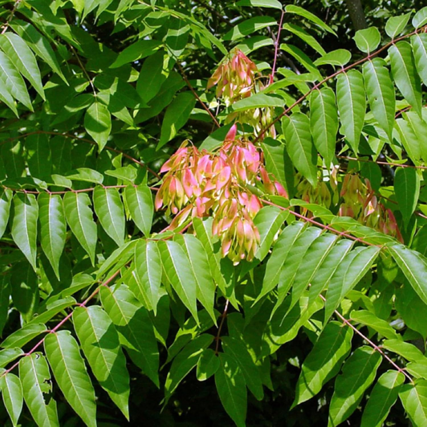 CHUXAY GARDEN Semillas de Ailanthus Altissima, semillas de árbol de zumaque chino para plantar árbol exótico raro del cielo, 10 semillas de árbol