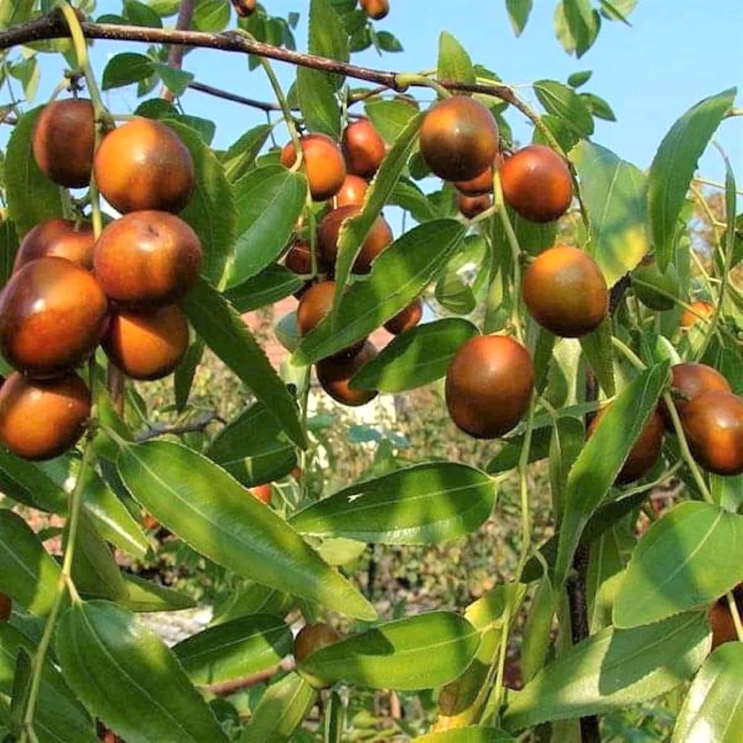 CHUXAY GARDEN Semillas de azufaifo indio 8 semillas Ziziphus mauritiana Árbol frutal tolerante a la sequía Fruta dulce comestible Gran regalo de