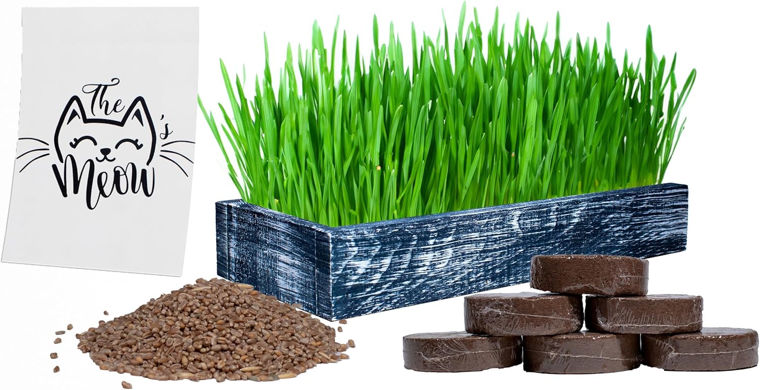 Kit completo de pasto de trigo orgánico  Hierba para gatos de interior con maceta de madera de cedro americano (17 x 6 x 3), semillas de pasto de