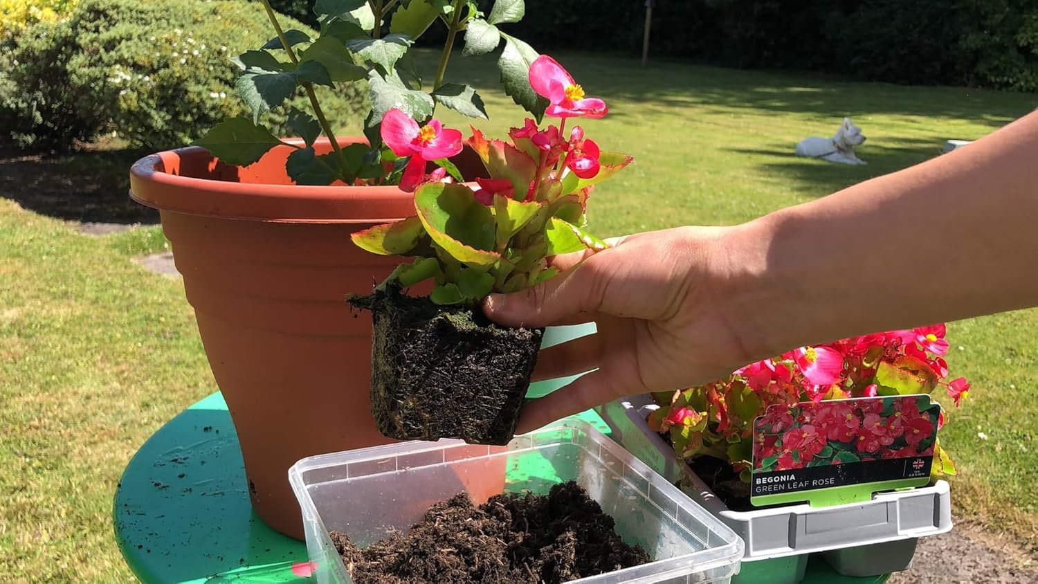 Eleva tu begonia con la mezcla orgánica de tierra de Gardenera – Cultiva flores más saludables y vibrantes – 1 cuarto de galón