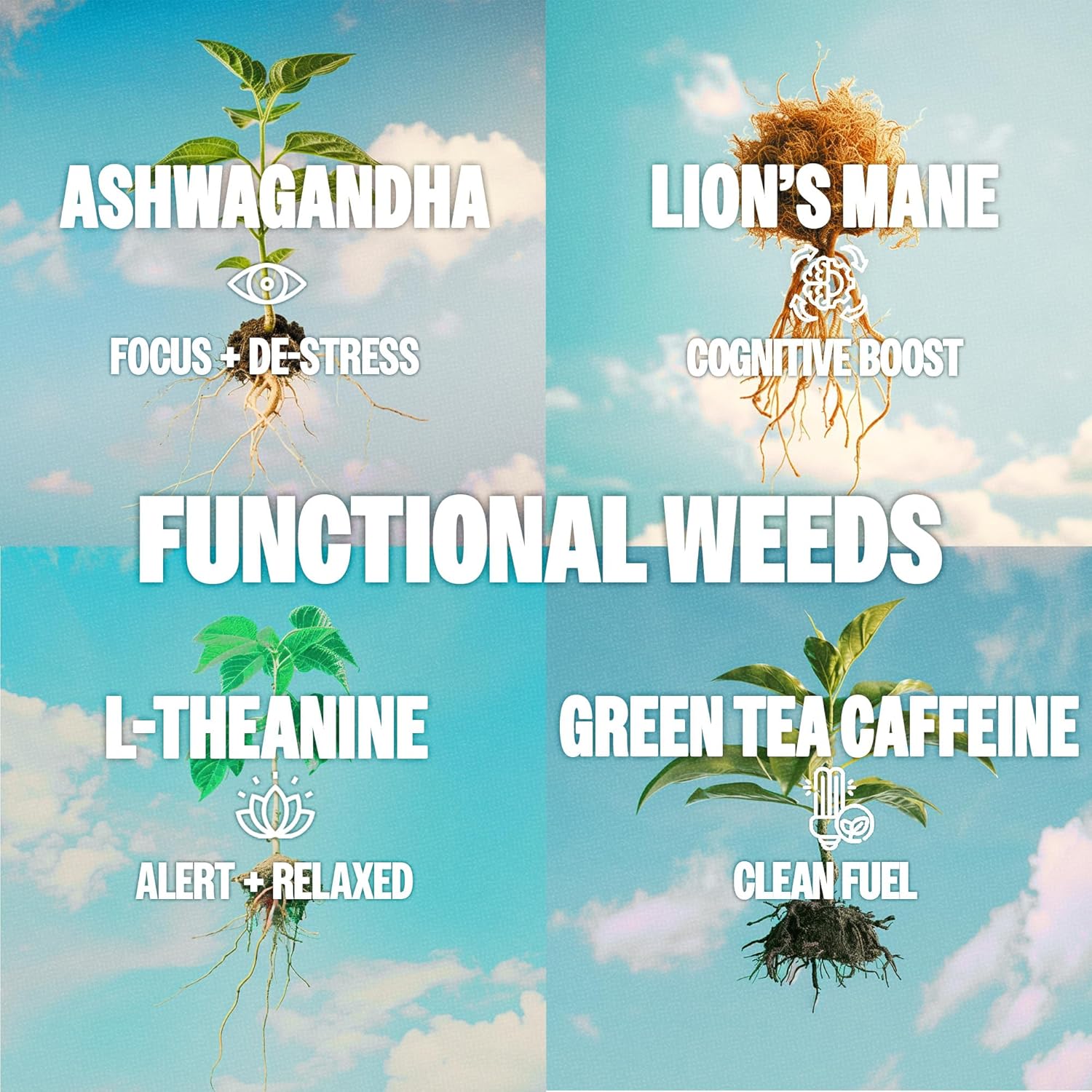 GYM WEED Adaptogen Energy Drink, Candy Shop – (12 unidades) – Bebida adaptogénica con cero azúcar – Ashwagandha, melena de león, cafeína y L-teanina