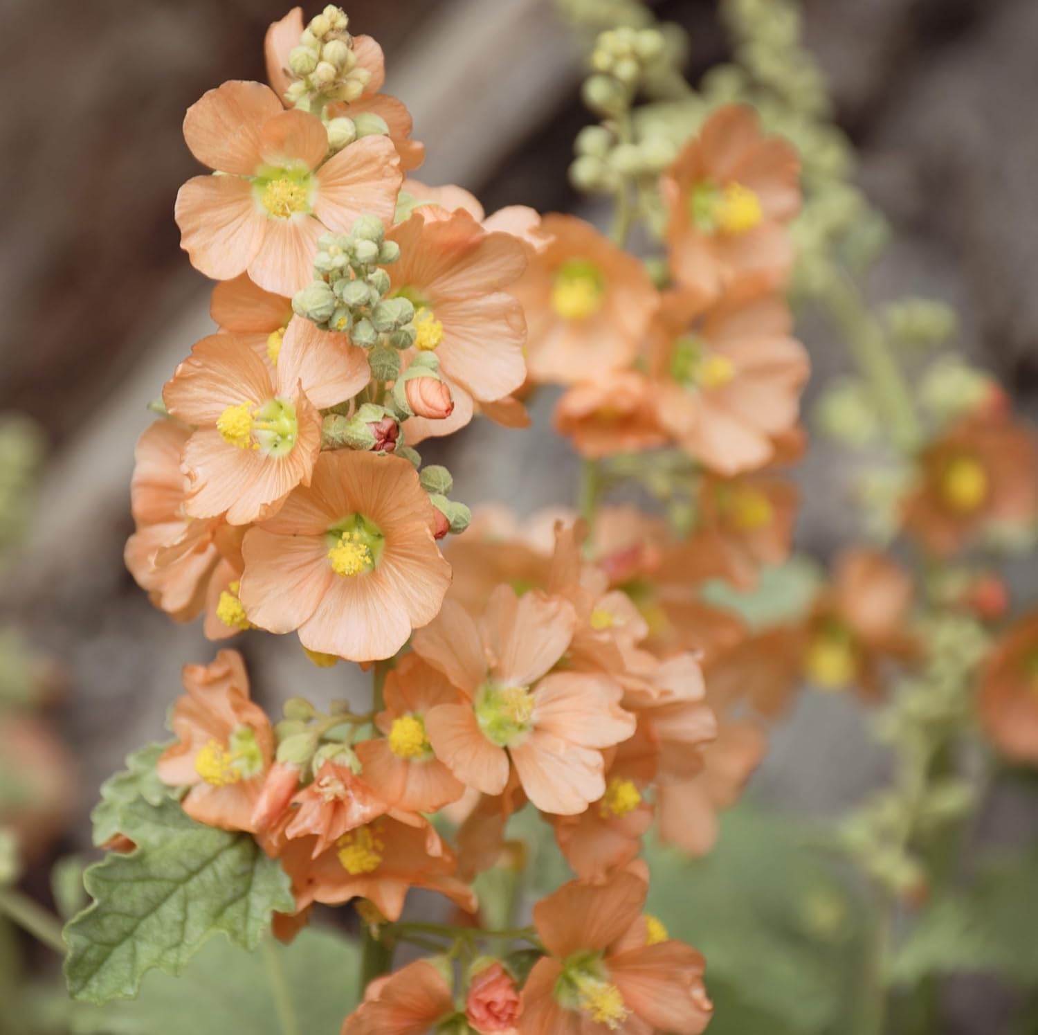 Globemallow Munro’s 1000 Seeds (Sphaeralcea munroana) reliquia nativa – Polinizado abierto