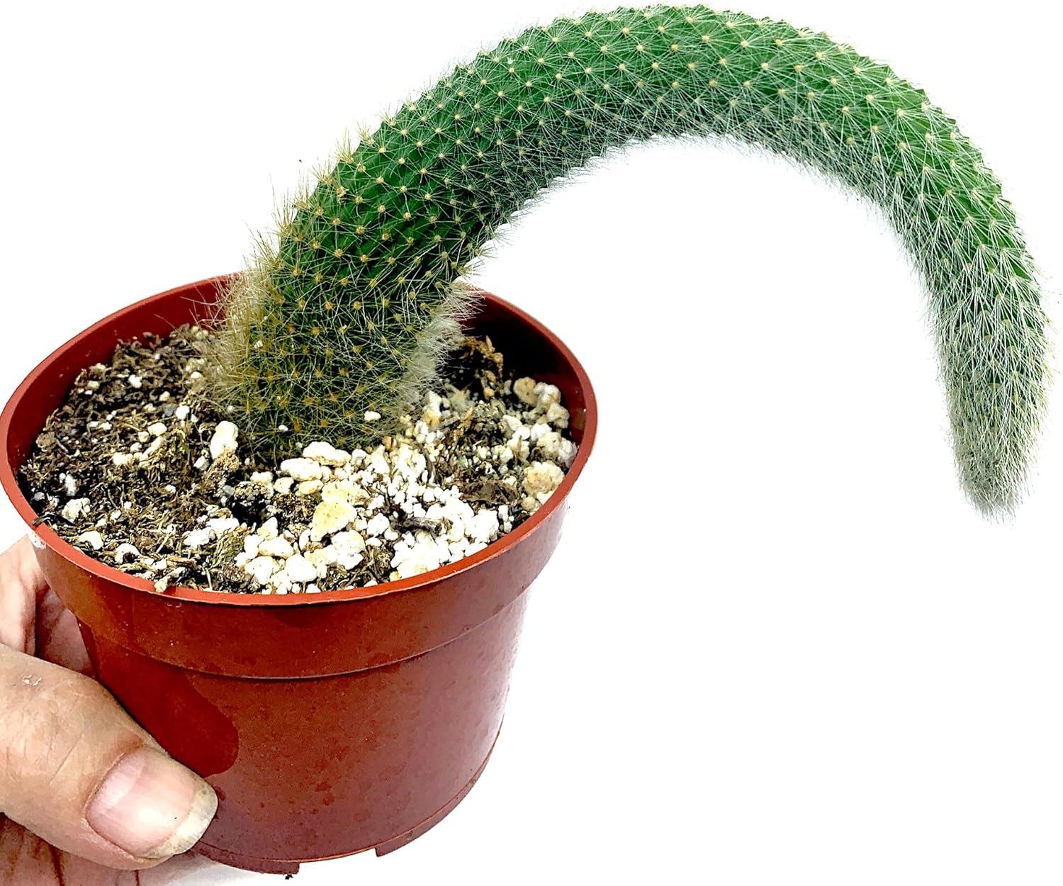 Cactus de cola de mono de 4 pulgadas (Cleistocactus Colademonis) – Fácil de cultivar en interioresexteriores, luz solar indirecta. Suelo bien