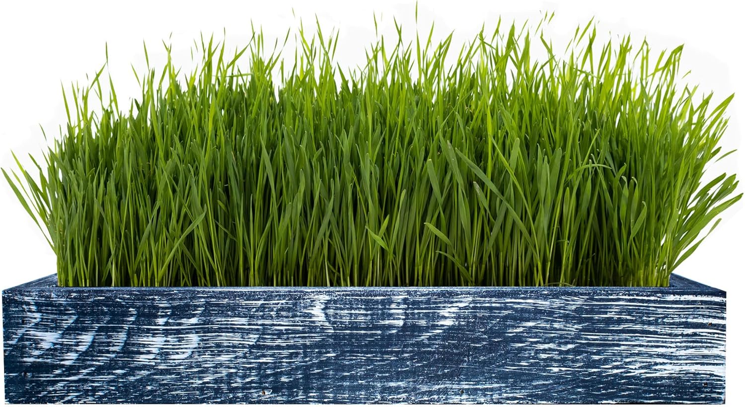 Kit completo de pasto de trigo orgánico  Hierba para gatos de interior con maceta de madera de cedro americano (17 x 6 x 3), semillas de pasto de