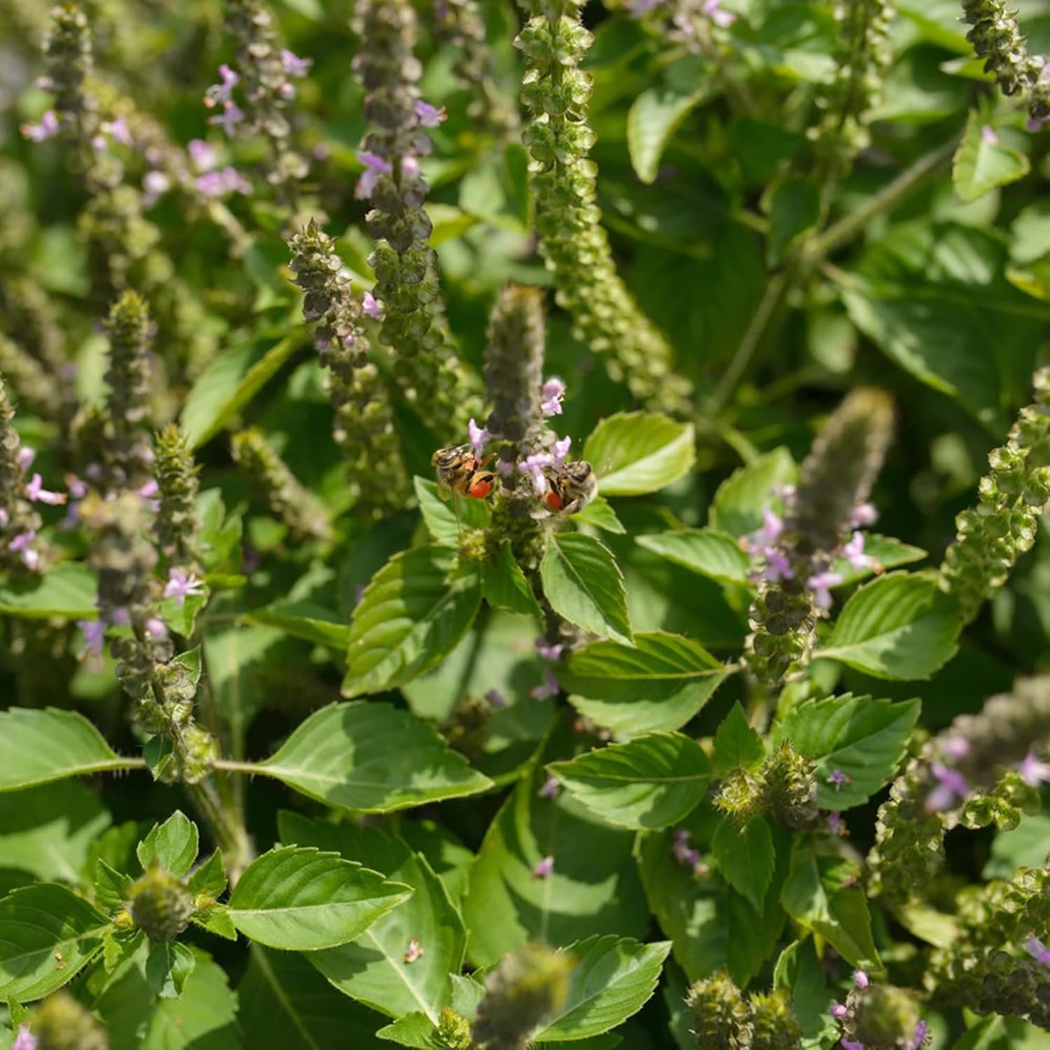 YEGAOL Garden – Semillas de albahaca sagrada Tulsi, Ocimum Tenuiflorum, hierbas aromáticas, beneficios para la salud, recipientes para jardín