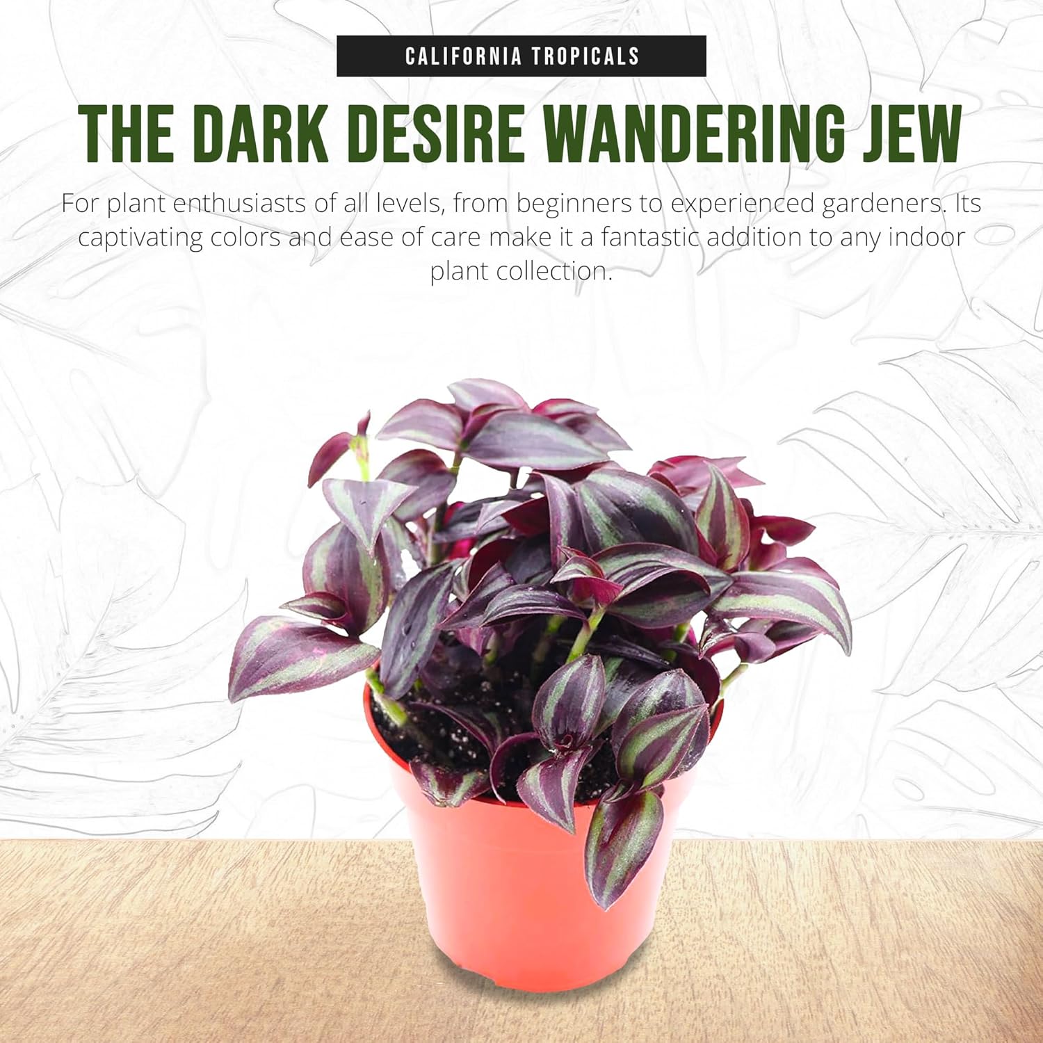 California Tropicals Dark Desire Tradescantia – Plantas de interior únicas de esquina para una fácil purificación del aire en interiores, jardines y