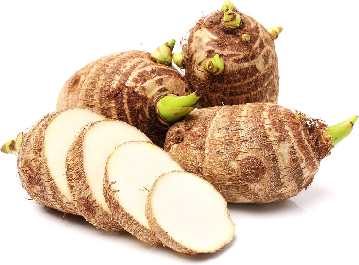 3 bulbos en vivo Colocasia Esculenta Elepant Ear Taro Gabi Kalo Eddo CRECIMIENTO RÁPIDO