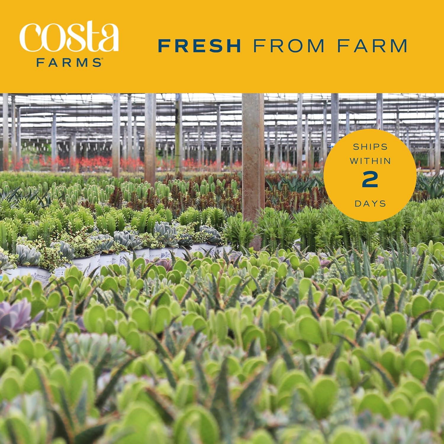 Costa Farms Planta de aloe vera, suculenta viva, planta de interior de fácil cuidado en maceta de cultivo, purificador de aire de habitación, mesa,