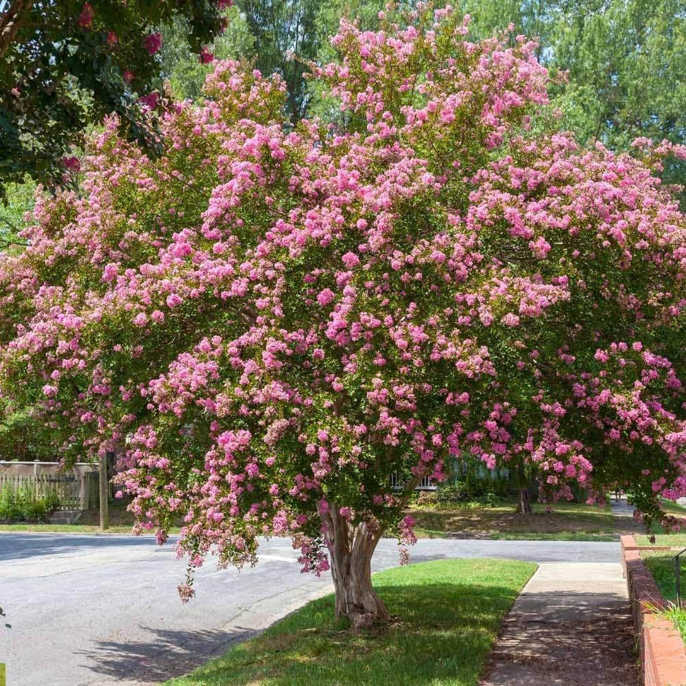 Crape Myrtle Sioux  3 plantas vivas  Flores de color rosa intenso vibrantes, planta viva, arbusto ornamental espectacular para impresionantes