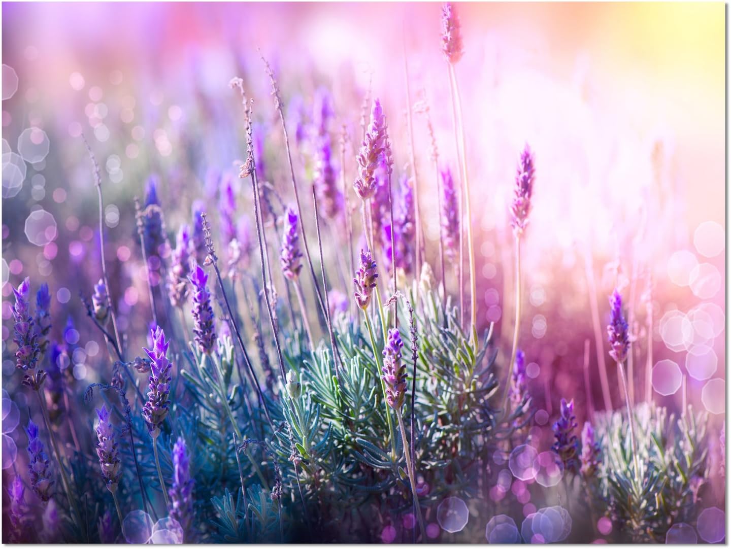 Impresión artística en lienzo floral de lavanda creciente y floreciente
