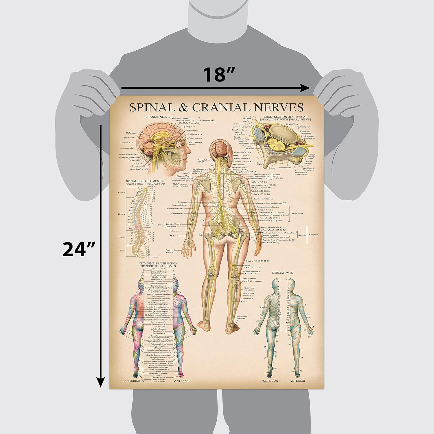 Palace Learning Cuadro anatómico vintage de nervios espinales  Póster de anatomía del sistema nervioso craneal y columna vertebral (con dermatomas)