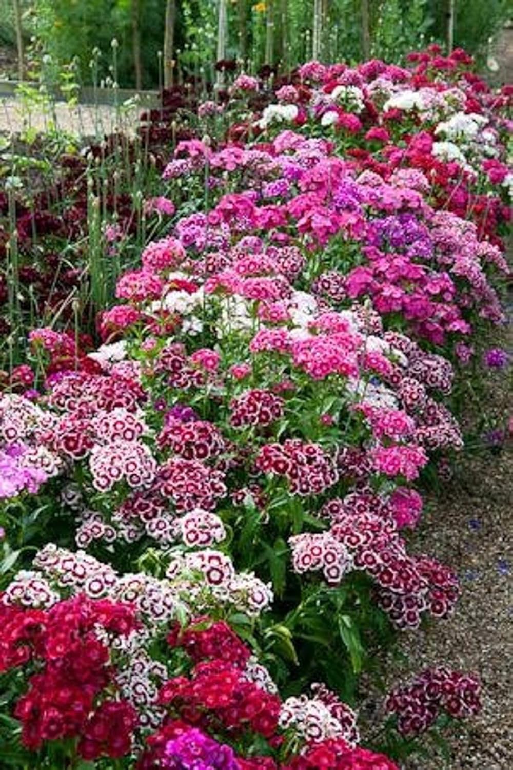 Sweet William Flowers 100+ semillas, hermosos racimos