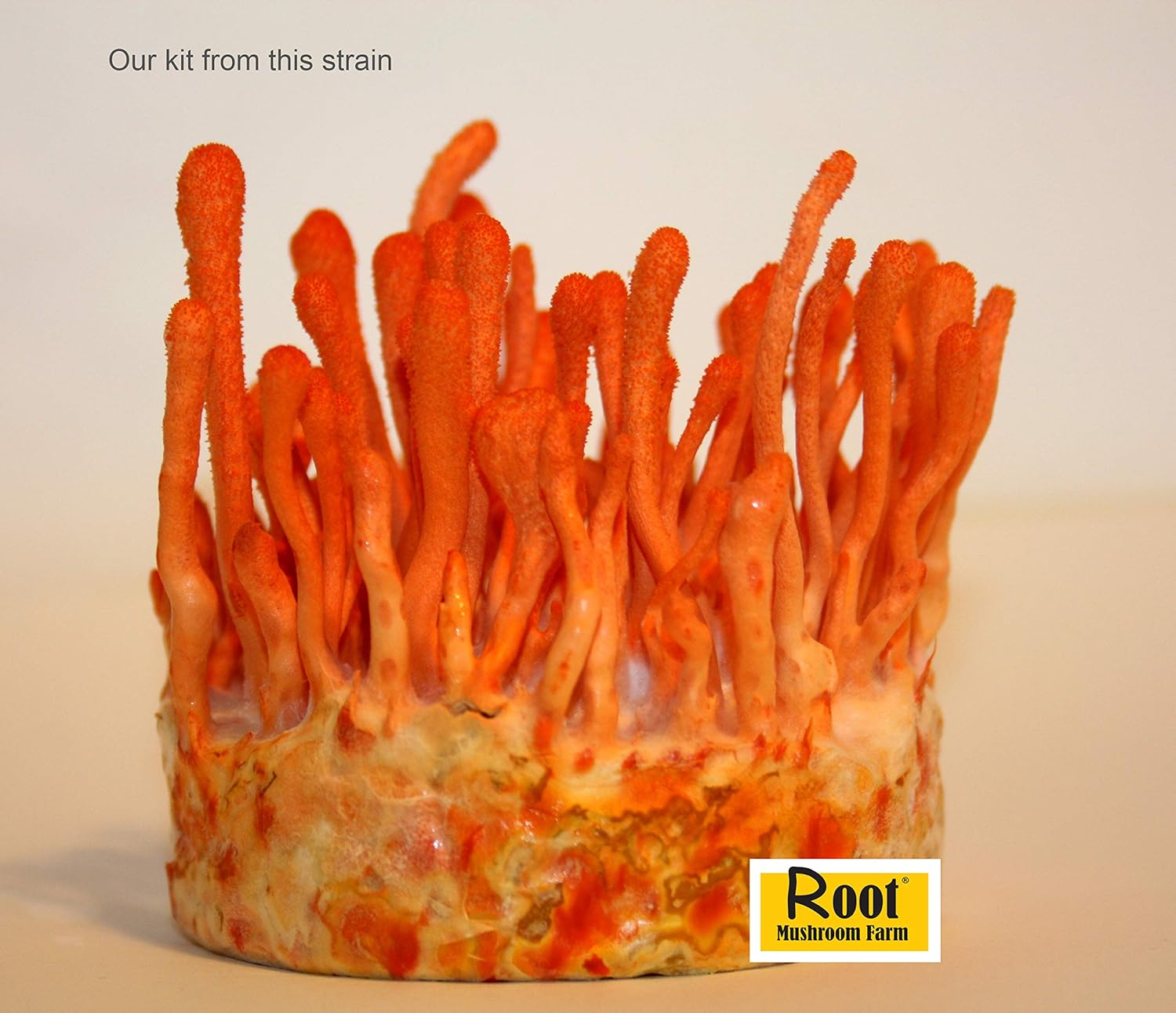 Root mushroom Farm- Cultivos líquidos de hongos Más 30 cepas disponibles.