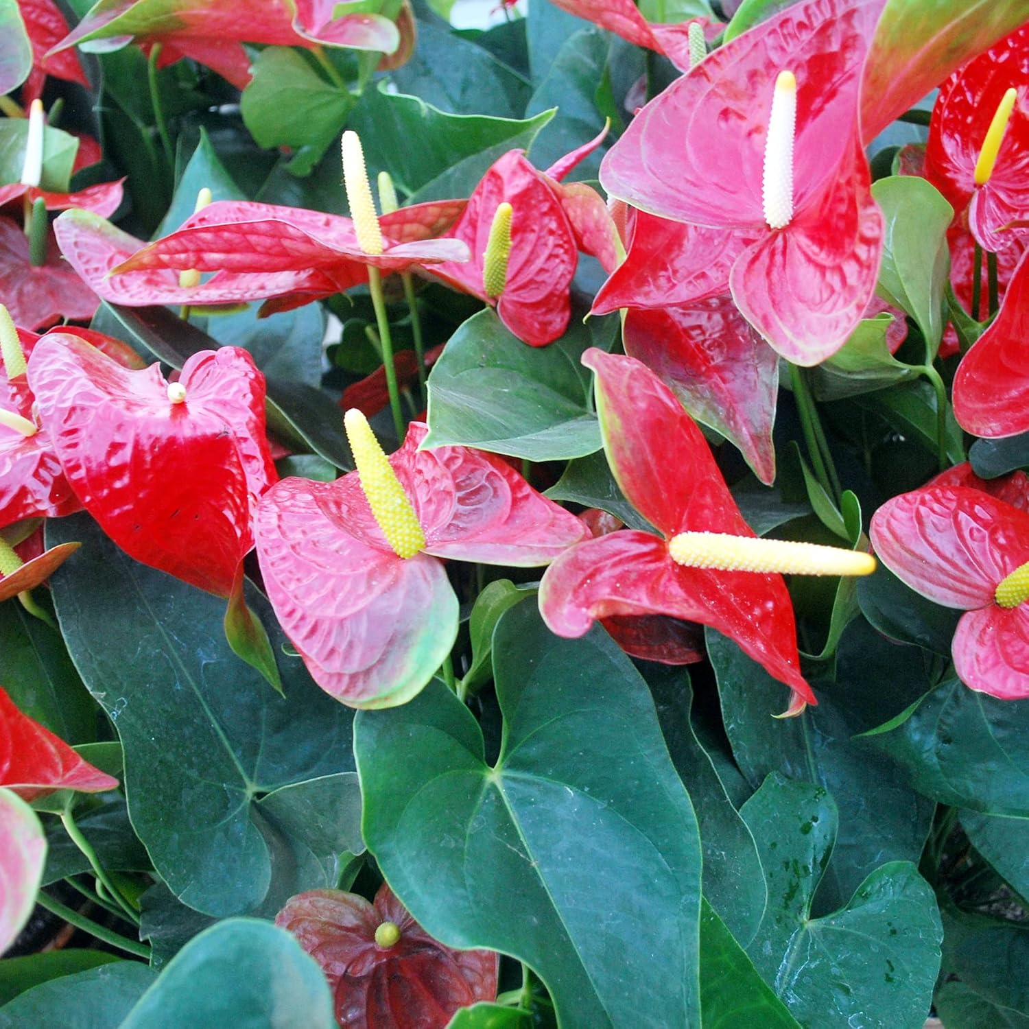 YEGAOL Garden – Semillas de anturio, flores de flamenco perenne, vistosas, de bajo mantenimiento, flores de hoja perenne, para patio, interiores y