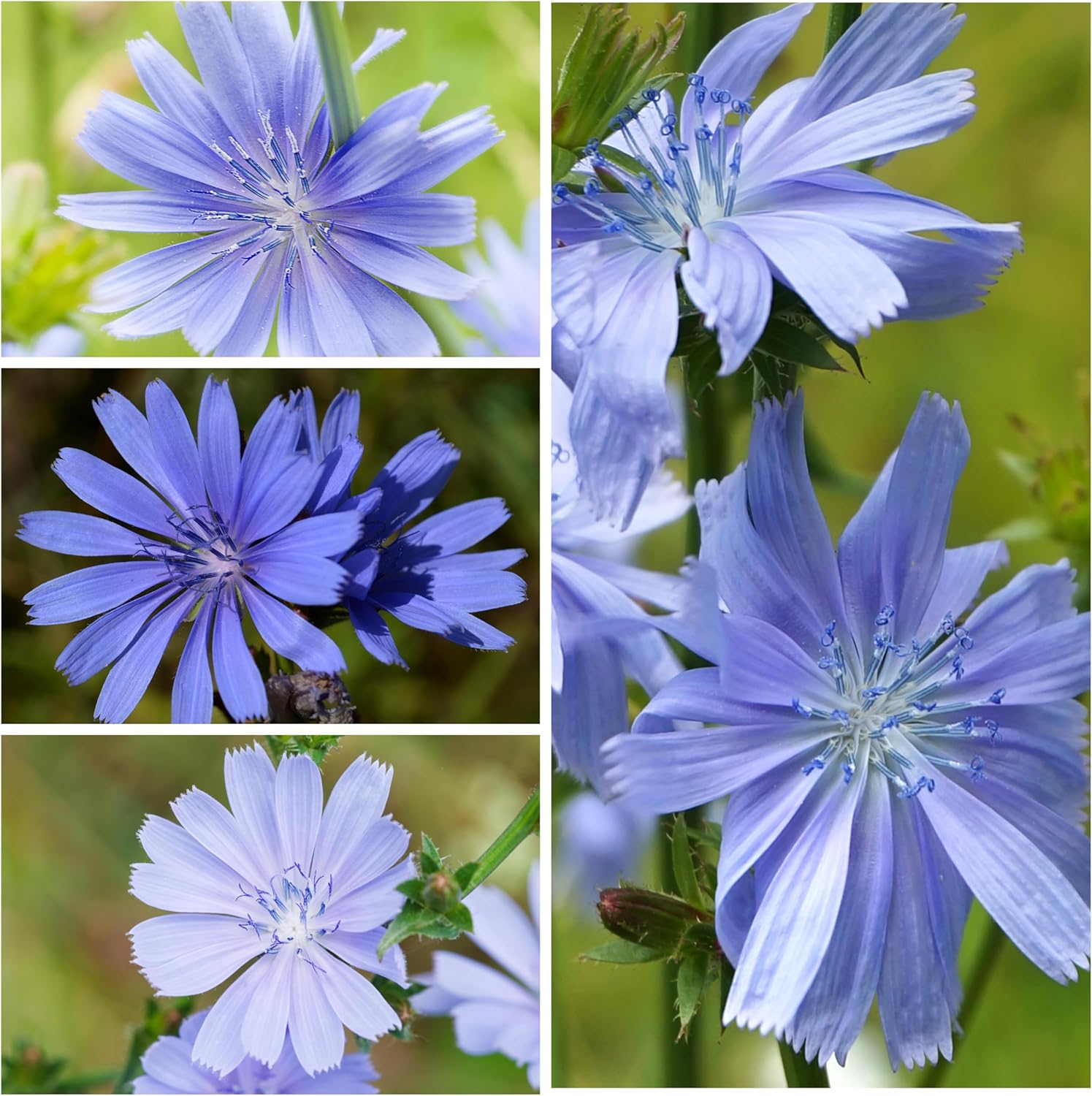 Seed Needs, Semillas de achicoria, 500 semillas tradicionales para plantar Cichorium intybus, sin OMG y sin tratar, diente de león italiano (paquete
