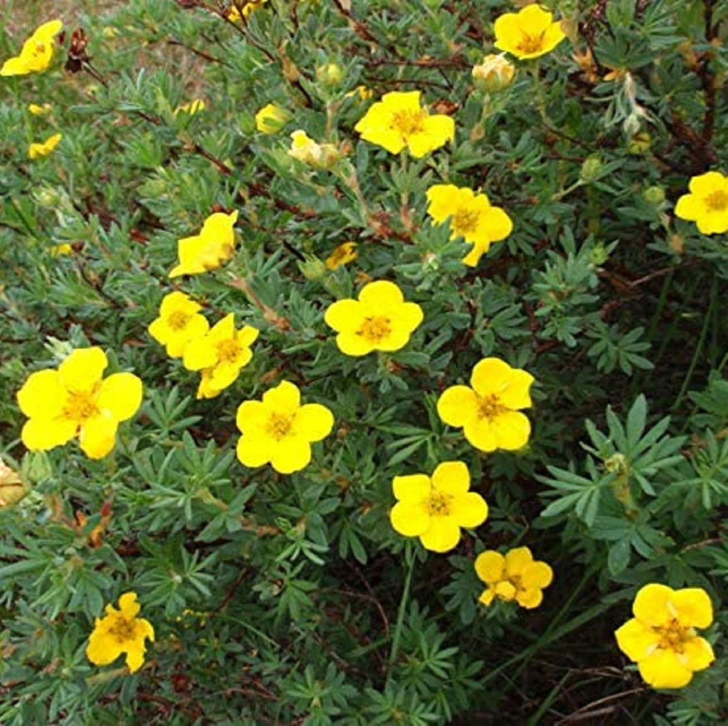 CHUXAY GARDEN 30 semillas Bigflower Cinquefoil ‘Potentilla Fissa’, frondoso Cinquefoil Precioso paisaje de flores amarillas rocas que crece en