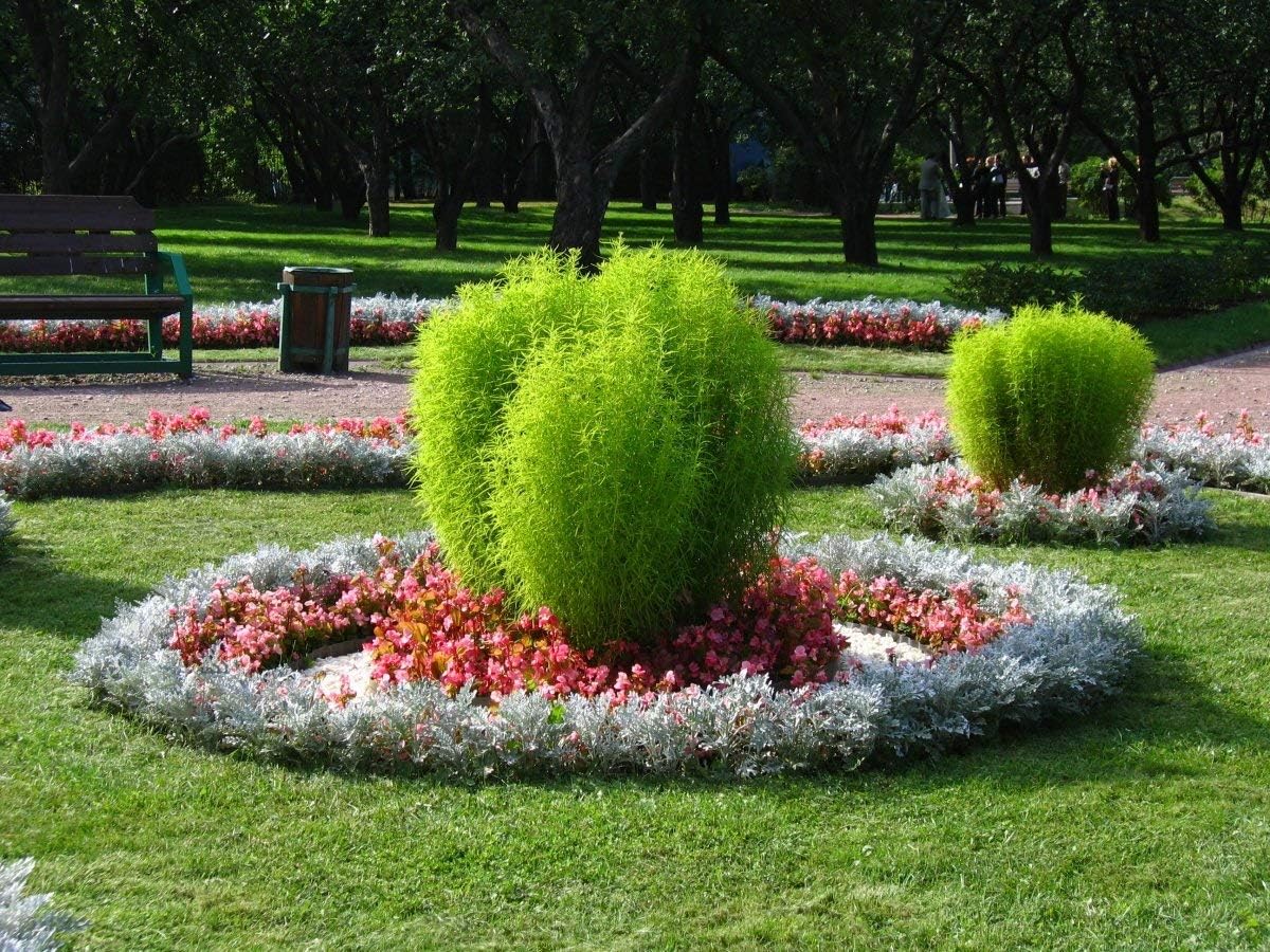 Seeds4planting – Semillas Verano Ciprés Ardiente Arbusto Kochia Flores Anuales 500 Semillas