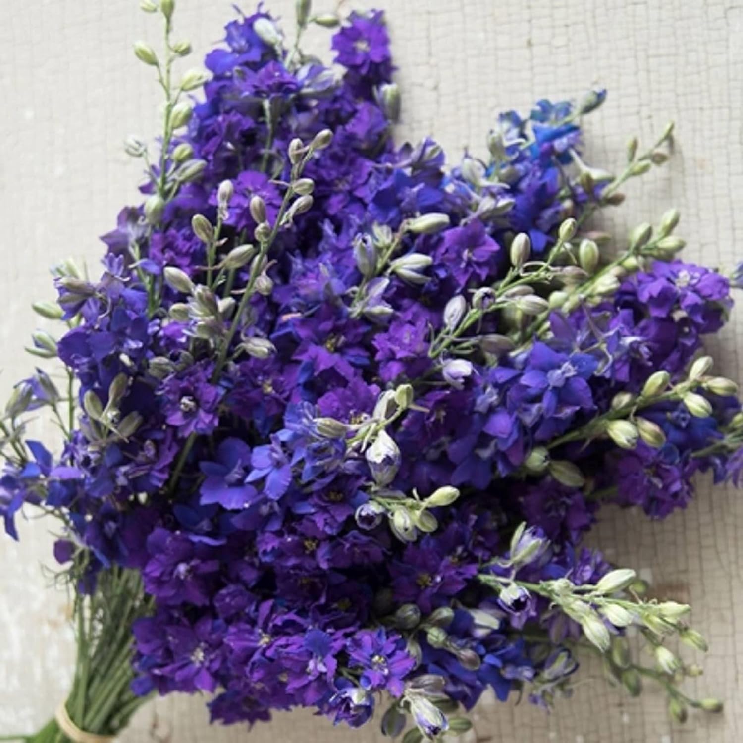 CHUXAY GARDEN Blue Consolida Ambigua-Delphinium,Larkspur 100 Semillas Rara Llama la Planta de Paisajismo