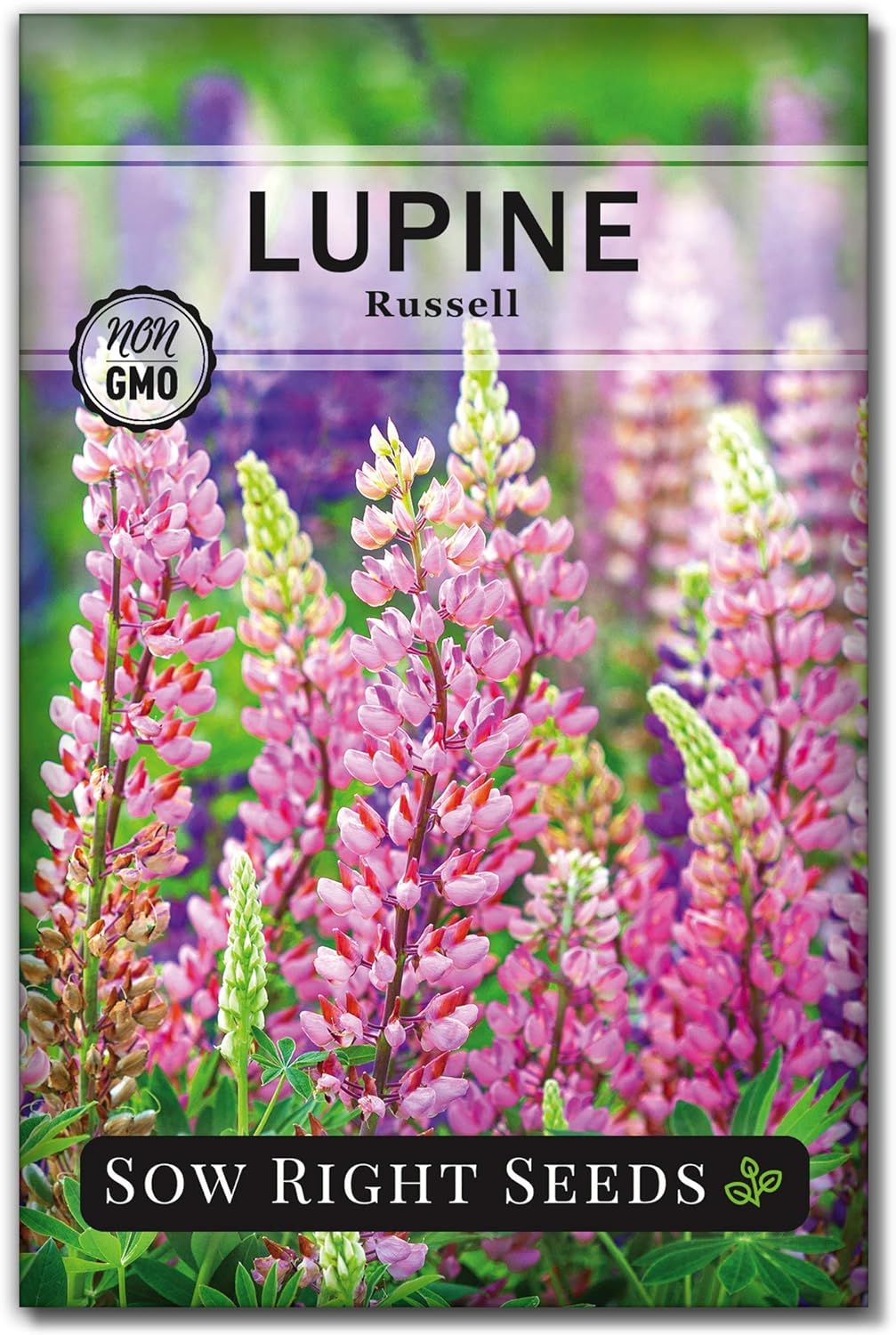 Sow Right Seeds – Semillas de altramuz Russell para plantar – Paquete de reliquia sin OMG con instrucciones para plantar en tu jardín – Flor perenne
