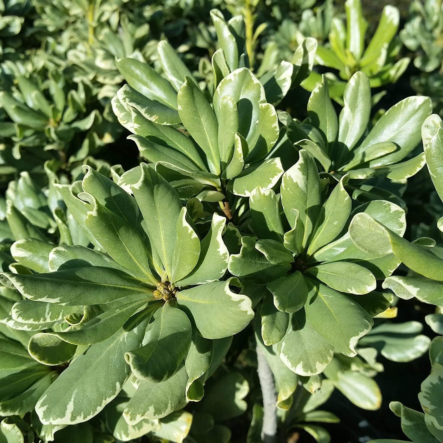 Pittosporum abigarrado  20 plantas vivas  Pittosporum Tobria Variegatum  Arbusto de seto con acento de borde de hoja perenne