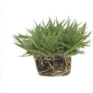 Zoysia Tapones de césped  54 tapones grandes de 3 x 3 pulgadas  hierba de césped tolerante a la sequÃa, la sal y la sombra Zoysia Tapones de césped  54 tapones grandes de 3 x 3 pulgadas  hierba de césped tolerante a la sequÃa, la sal y la sombra