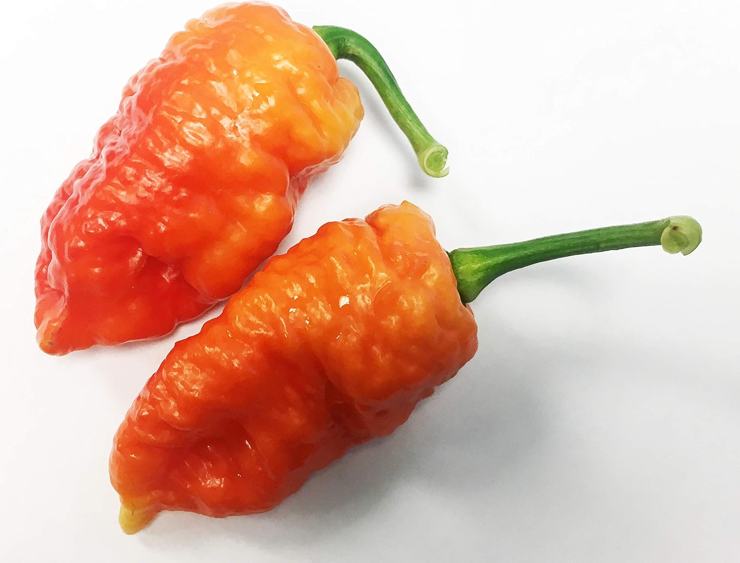 Death Spiral Ultra Hot Pepper Premium Paquete de semillas posiblemente el más caliente del mundo