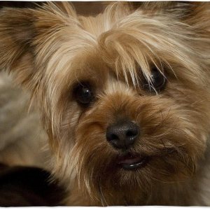CafePress Yorkie – Manta de forro polar supersuave para cachorros, 60 x 50 pulgadas CafePress Yorkie – Manta de forro polar supersuave para cachorros, 60 x 50 pulgadas