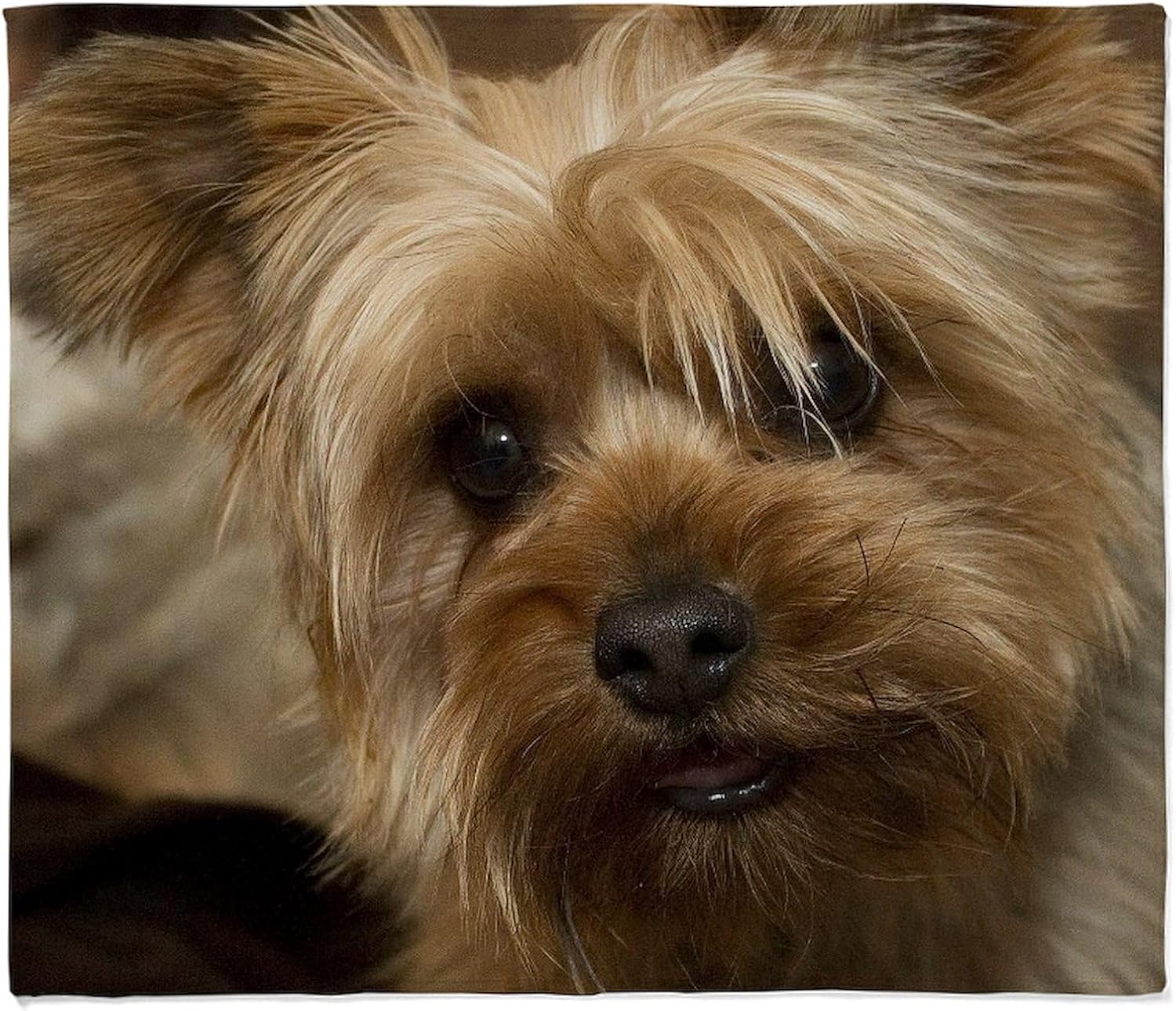 CafePress Yorkie – Manta de forro polar supersuave para cachorros, 60 x 50 pulgadas