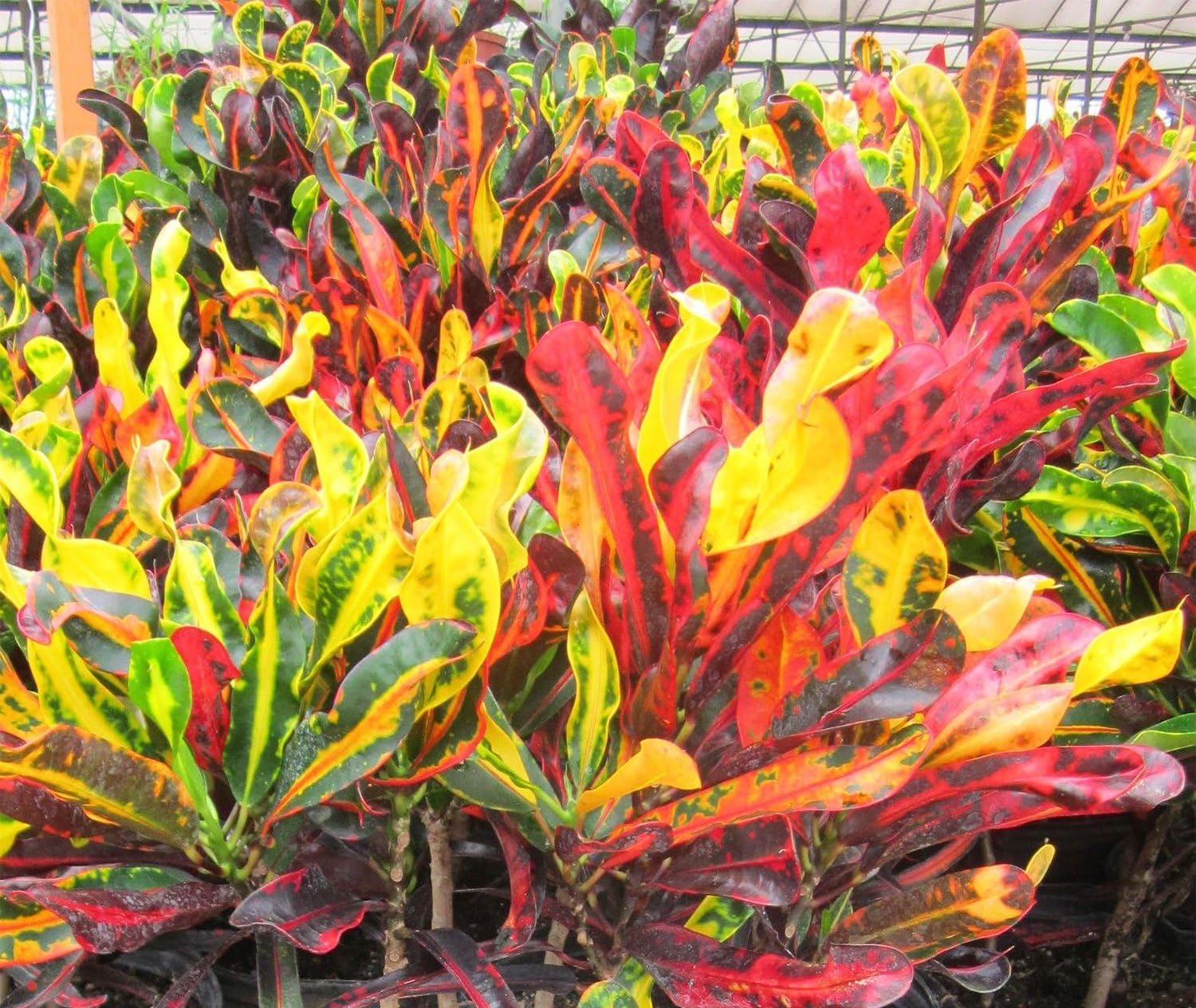 American Plant Exchange Live Mammy Croton Plant, maceta para decoración del hogar y jardín, maceta de 10 pulgadas