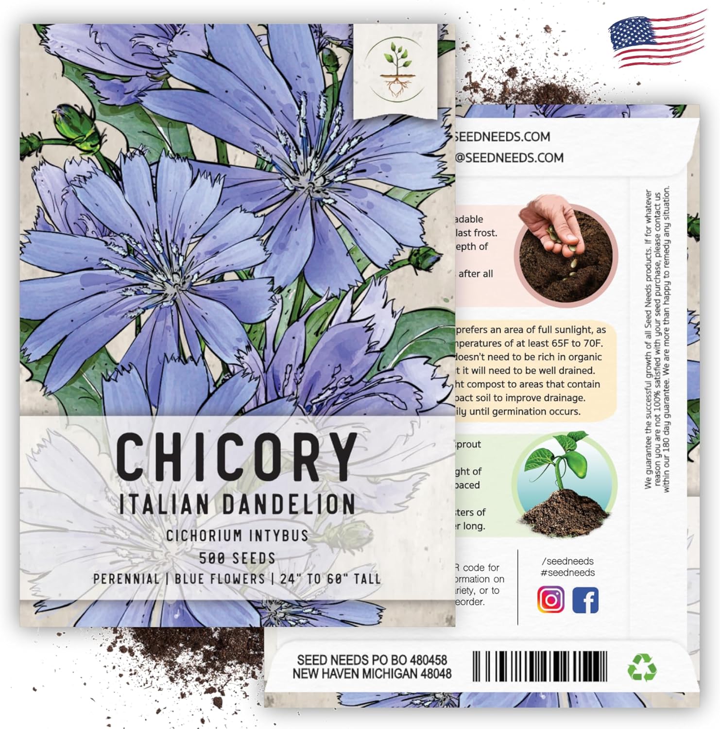 Seed Needs, Semillas de achicoria, 500 semillas tradicionales para plantar Cichorium intybus, sin OMG y sin tratar, diente de león italiano (paquete