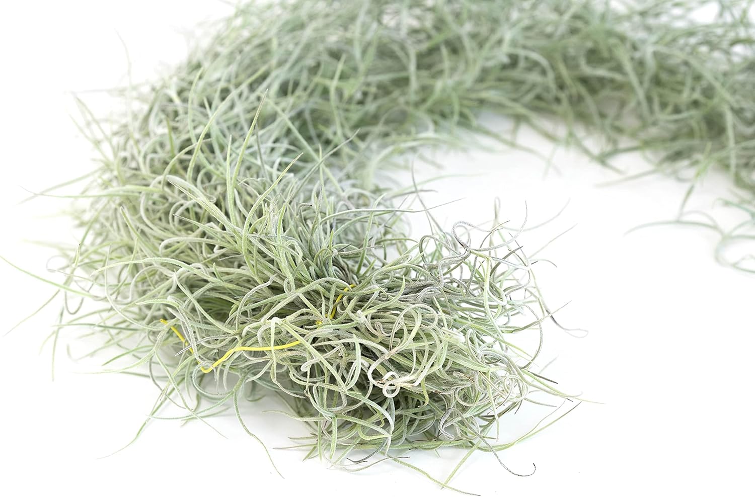 Paquete de 3 hebras gruesas de musgo español colombiano vivo con gancho de alambre, plantas suculentas de Tillandsia vivas, decoración para el hogar
