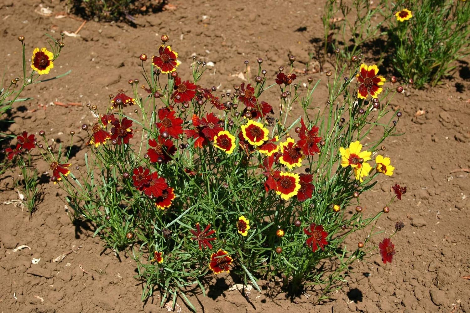 Semillas de flores de Coreopsis rojas de llanuras semienanas para plantar, más de 1500 semillas por paquete, semillas de jardín de Isla (semillas de