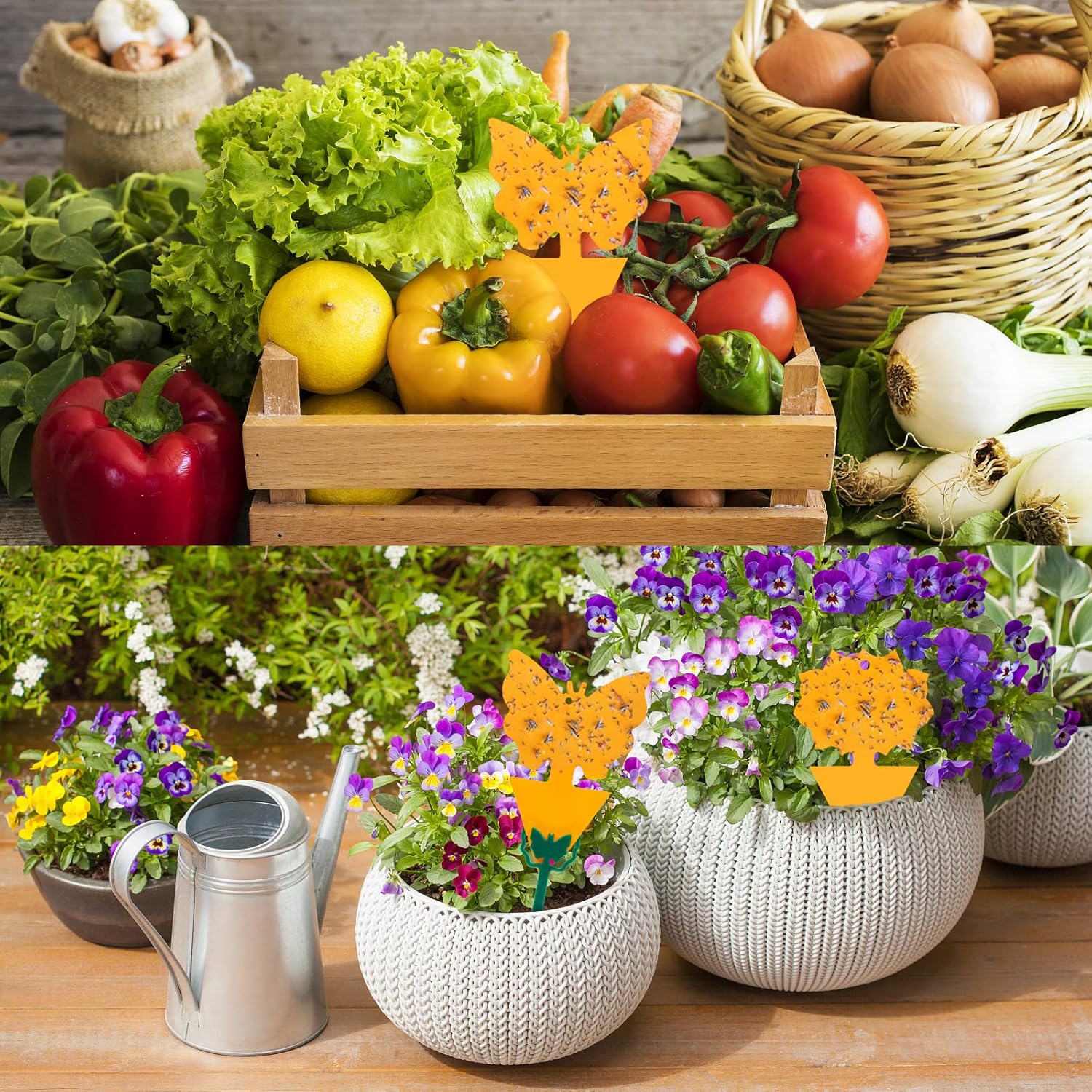 12trampas adhesivas de interiores para moscas de la fruta y mosquitos, trampas para mosquitos del hongo e insectos, para plantas domésticas