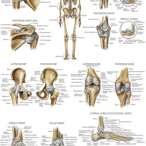 Palace Learning Póster anatómico de ligamentos de las articulaciones – Laminado – Tabla de anatomía del ligamento – 18 x 24 pulgadas Palace Learning Póster anatómico de ligamentos de las articulaciones – Laminado – Tabla de anatomía del ligamento – 18 x 24 pulgadas