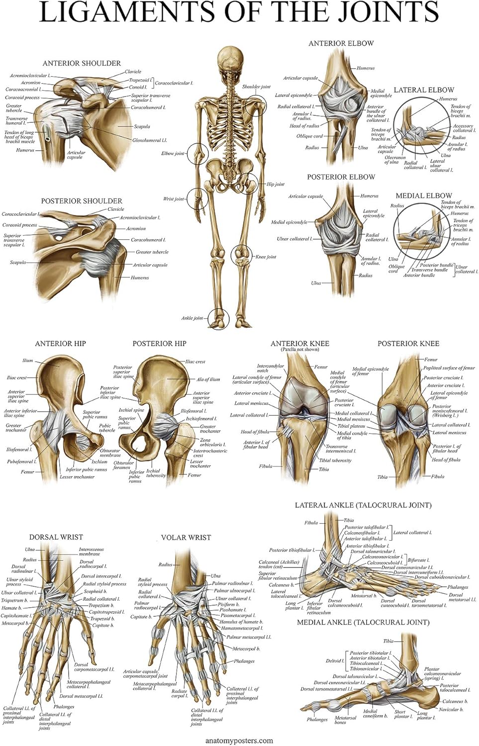 Palace Learning Póster anatómico de ligamentos de las articulaciones – Laminado – Tabla de anatomía del ligamento – 18 x 24 pulgadas