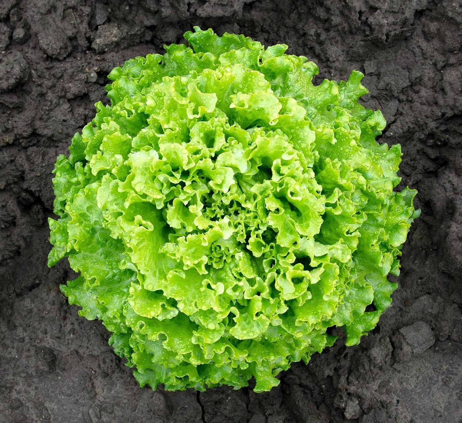 Lechuga de hoja rizada más de 1000 semillas para plantar sin OMG