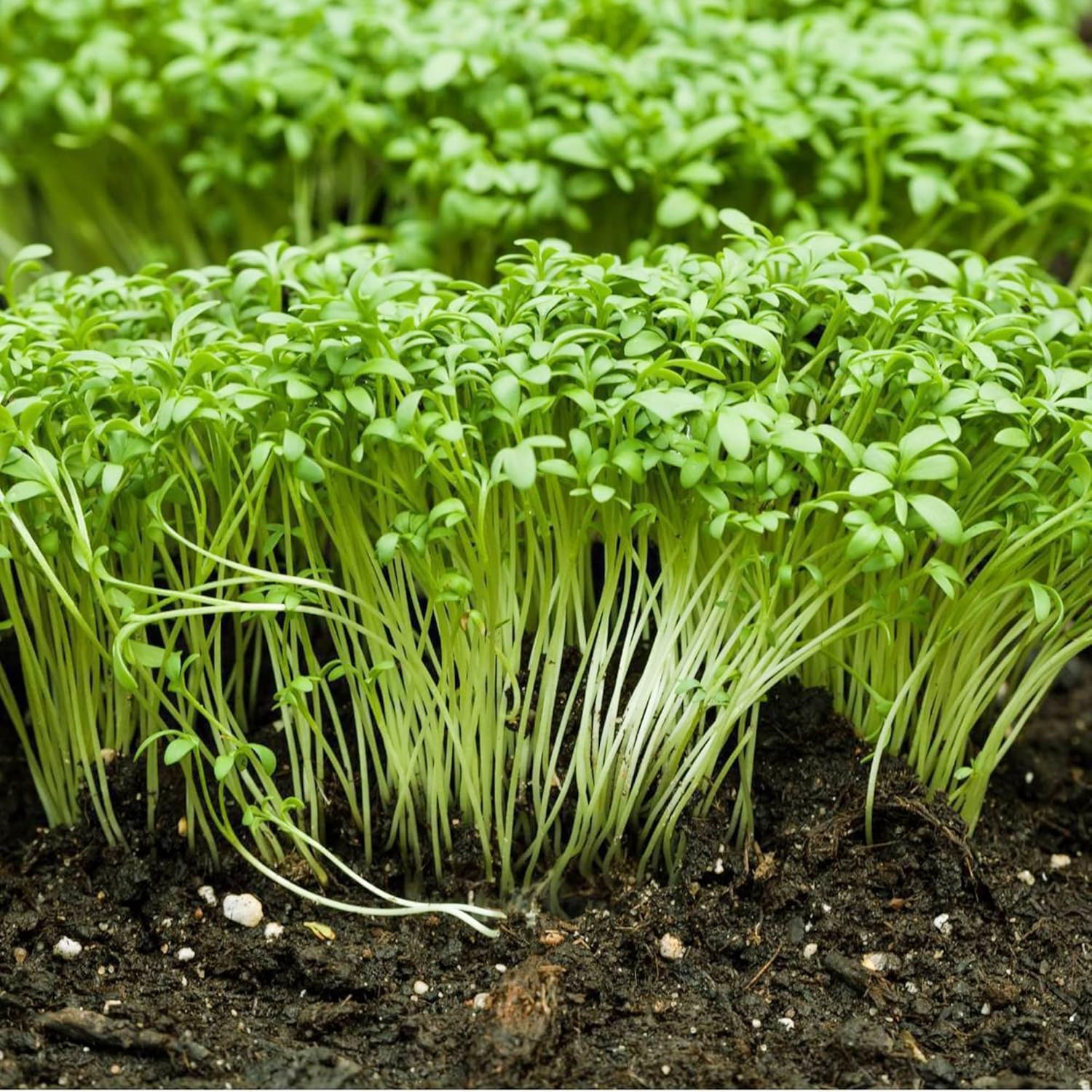 QAUZUY GARDEN 600 semillas de berro de jardín de primera calidad (berro rizado) semillas de mostaza y berro, semillas de verduras tradicionales sin