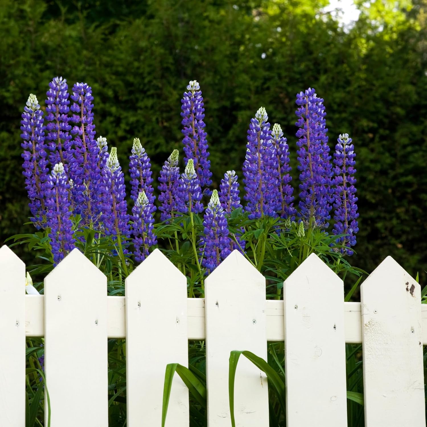 Semillas de plantas de flor de altramuz azul perenne (Lupinus perennis) – Más de 750 semillas premium – Sin OMG