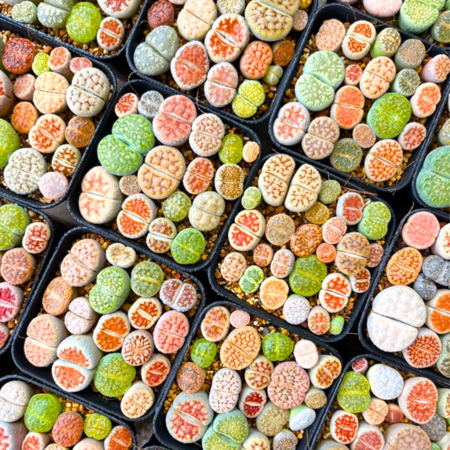 Lithops – Plantas vivas de mezcla de plantas suculentas Lithop, 30 piedras vivas, plantas vivas de gran tamaño, jardín de floración completa