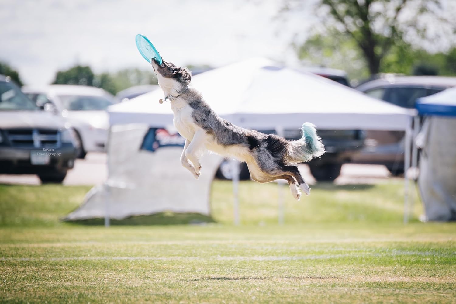 Hero Disc USA Xtra 235 Freestyle – Frisbee para perro, juguete para perros al aire libre y frisbee para mascotas, disco volador para perros de