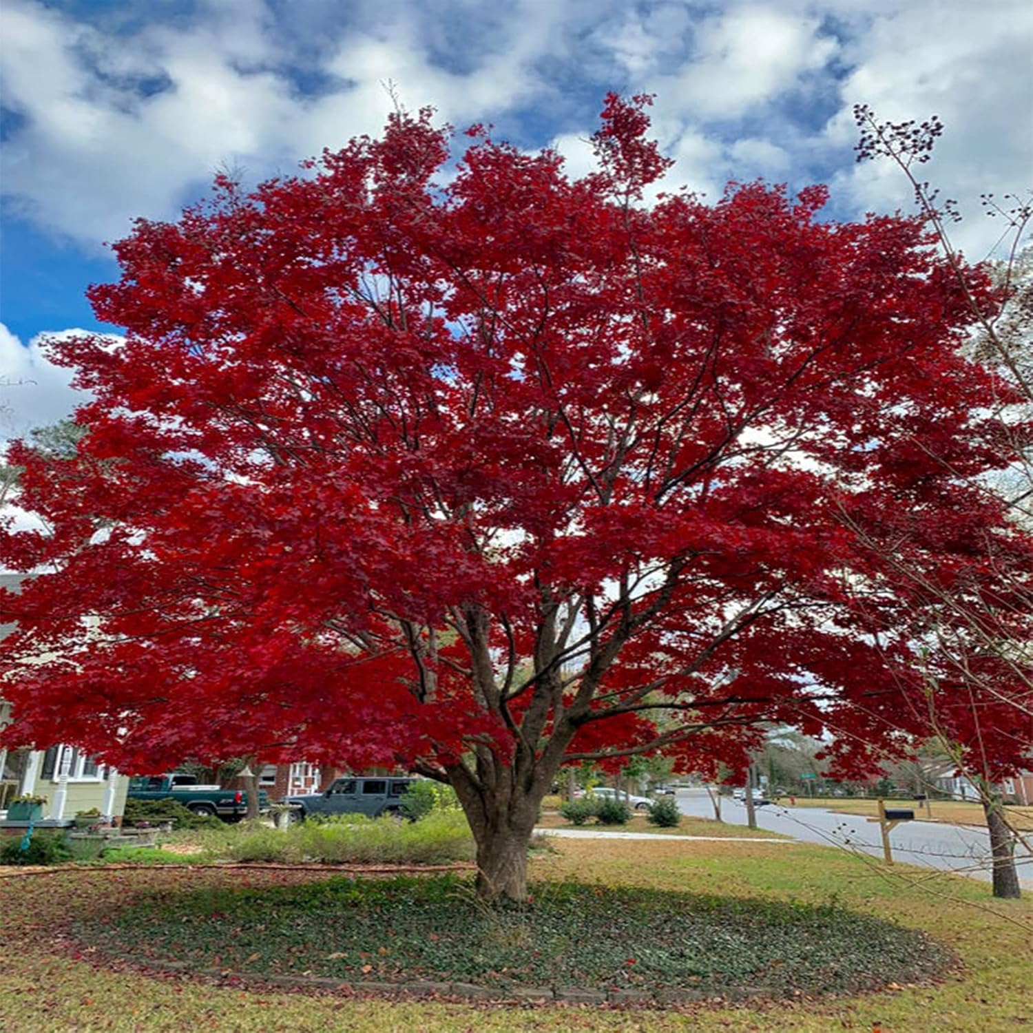 10 semillas de árbol de arce japonés Bloodgood, (Acer Palmatum), hoja de arce japonés de cinta roja, lóbulo palmeado. QAUZUY GARDEN