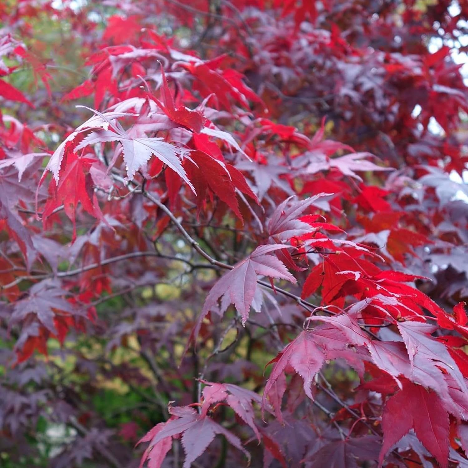 YEGAOL Garden – Semillas de arce japonés Acer Palmatum ‘Atropurpureum’ de bajo mantenimiento, resistentes a conejos, camas vistosas, bordes para