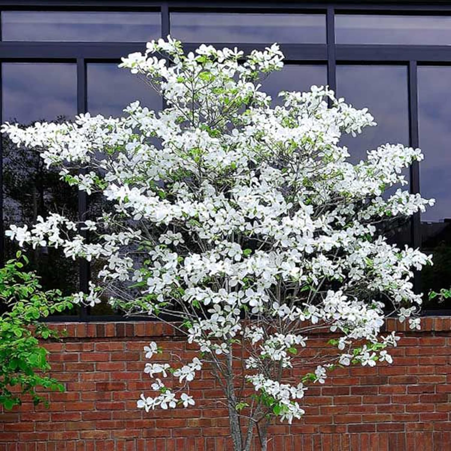 QAUZUY GARDEN 20 Cornejo blanco florecienteCornel Cornelian TreeCornus FloridaCornejo de Florida AmericanaSemillas de boj falsas llamativas y