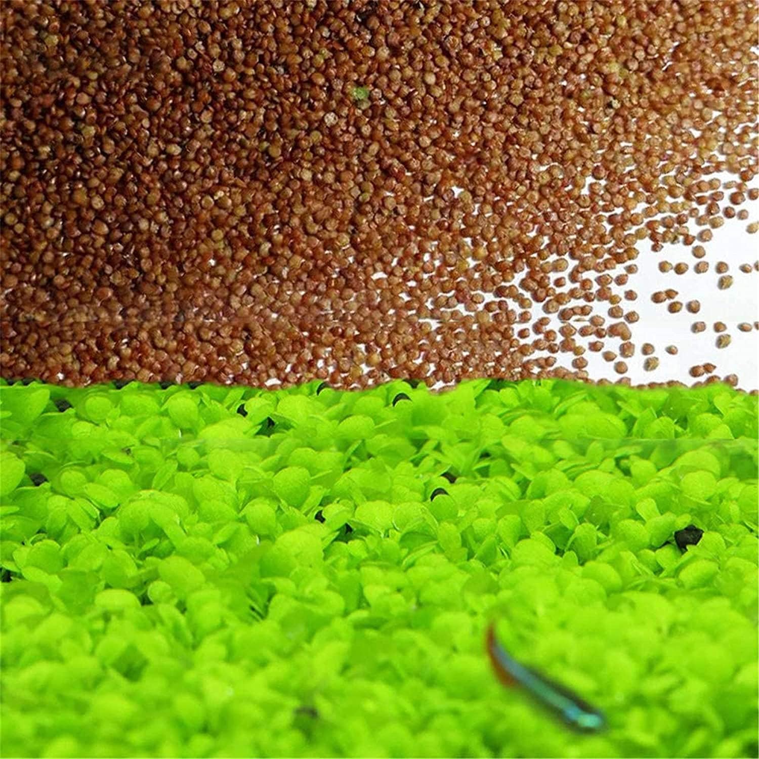 1 paquete de hierba de acuario de hojas pequeñas, hierba de acuario, hierba de agua, planta de acuario, hierba de acuario de fácil crecimiento,