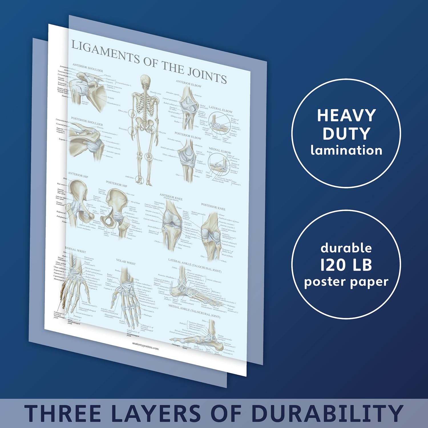 Palace Learning Póster anatómico de ligamentos de las articulaciones – Laminado – Tabla de anatomía del ligamento – 18 x 24 pulgadas